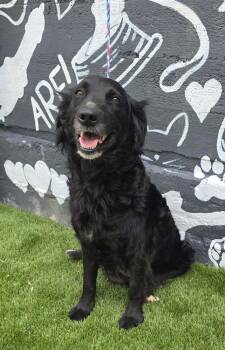 Flat Coated Retriever Dogs Available for Adoption in New York, New York - Beatrice | PetCurious