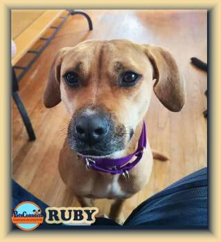 Labrador Retriever and Terrier Dogs Available for Adoption in South Bend, Indiana - Ruby | PetCurious