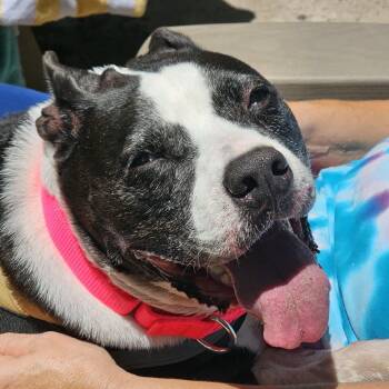 Bebe 25066 -  Mixed Breed Dog for Adoption in Middleburg, Florida - Bebe 25066 | PetCurious