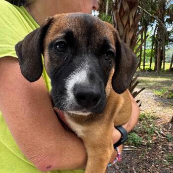 SCARLETT (637) -  Hound and Mixed Breed Dog for Adoption in Indiantown, Florida - SCARLETT (637) | PetCurious