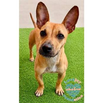 Blossom -  Chiweenie Dog for Adoption in Inglewood, California - Blossom | PetCurious