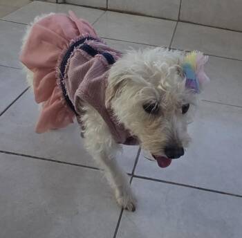 Maltipoo Dogs Available for Adoption - Nataly | PetCurious