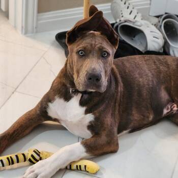 Oliver -  Boxer and German Shepherd Dog Dog for Adoption in Pflugerville, Texas - Oliver | PetCurious