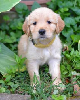 Golden Retriever Dogs Available for Adoption in Memphis, Tennessee - Lilly | PetCurious