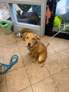 Mixed Breed Dogs Available for Adoption in Marion, Ohio - Dash | PetCurious