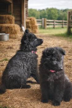 German Shepherd Dog Dogs Available for Adoption - Jojo | PetCurious