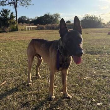 Belgian Shepherd Malinois Dogs Available for Adoption - Goose | PetCurious