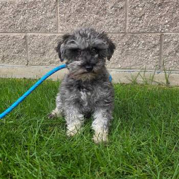 Spice Chai -  Schnauzer and Mixed Breed Dog for Adoption in Great Falls, Montana - Spice Chai | PetCurious