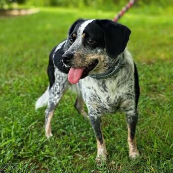 Pookie -  Spaniel Dog for Adoption in Maynardville, Tennessee - Pookie | PetCurious