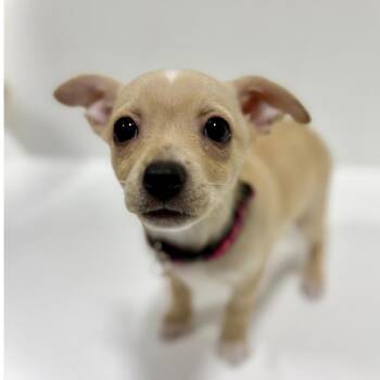 Roulette -  Chihuahua Dog for Adoption in Portland, Oregon - Roulette | PetCurious