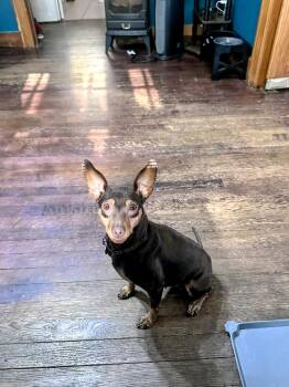 MJ -  Miniature Pinscher Dog for Adoption in Grand Rapids, Michigan - MJ | PetCurious