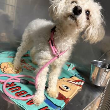 Juliette -  Miniature Poodle Dog for Adoption in Warren, New Jersey - Juliette | PetCurious