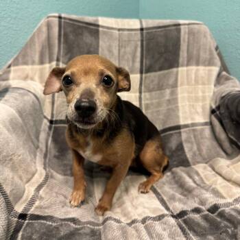 Helga -  Chihuahua Dog for Adoption in Fresno, California - Helga | PetCurious
