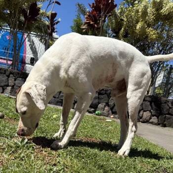 Haole Boy AIR-Stray-13300 -  Mixed Breed Dog for Adoption in Keaau, Hawaii - Haole Boy AIR-Stray-13300 | PetCurious