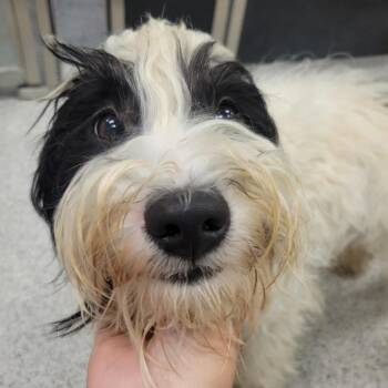 Lucky -  Shih Tzu Dog for Adoption in Cooperstown, New York - Lucky | PetCurious