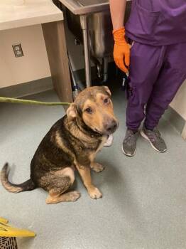 MANUEL -  German Shepherd Dog and Labrador Retriever Dog for Adoption in Baytown, Texas - MANUEL | PetCurious