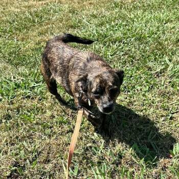 Annie -  Terrier Dog for Adoption in Candler, North Carolina - Annie | PetCurious