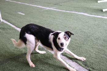 Courtesy listing - Biscuit -  Border Collie Dog for Adoption in Bend, Oregon - Courtesy Listing - Biscuit | PetCurious