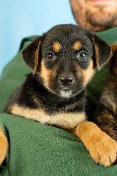 Grant -  Shepherd and Retriever Dog for Adoption in Minneapolis, Minnesota - Grant | PetCurious