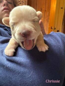 Chrissie (AL) -  Chihuahua Dog for Adoption in New York, New York - Chrissie (AL) | PetCurious