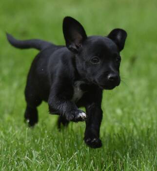 Mimi -  Chihuahua Dog for Adoption in Mechanicsburg, Pennsylvania - Mimi | PetCurious
