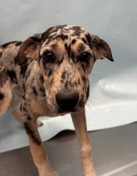 Bella -  Catahoula Leopard Dog and Mixed Breed Dog for Adoption in Golden Valley, Minnesota - Bella | PetCurious