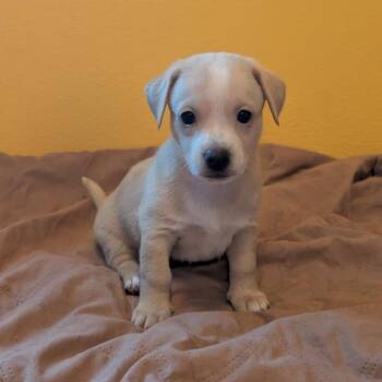 Moore -  Chihuahua and Dachshund Dog for Adoption in Madison, Wisconsin - Moore | PetCurious