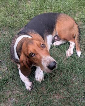Hera -  Basset Hound Dog for Adoption in Auburndale, Florida - Hera | PetCurious