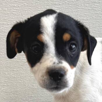 107572 -  Mixed Breed Dog for Adoption in Las Cruces, New Mexico - 107572 | PetCurious