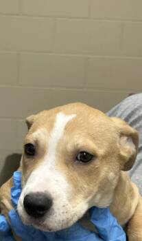 Rebecca -  Mixed Breed Dog for Adoption in Westland, Michigan - Rebecca | PetCurious