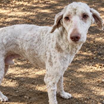 Chimichurri -  Goldendoodle and Poodle Dog for Adoption in Pelham, New Hampshire - Chimichurri | PetCurious