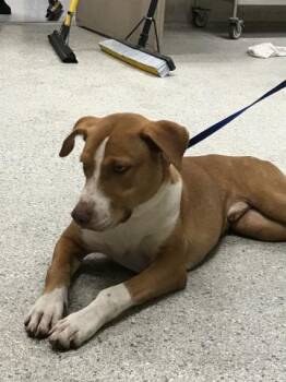 Rescue Foxhound and Mixed Breed Dogs for Adoption in Conroe, Texas - PHOENIX | PetCurious