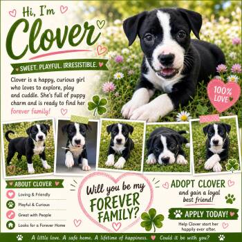 Pit Bull Terrier and American Staffordshire Terrier Dogs Available for Adoption in Chickamauga, Georgia - Clover  | PetCurious