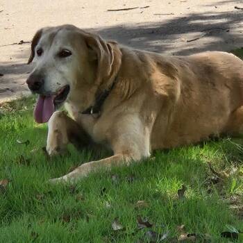 Mackie/ Whitesville/ LAG-Stray-1096 -  Golden Retriever Dog for Adoption in Lagrange, Georgia - Mackie/ Whitesville/ LAG-Stray-1096 | PetCurious