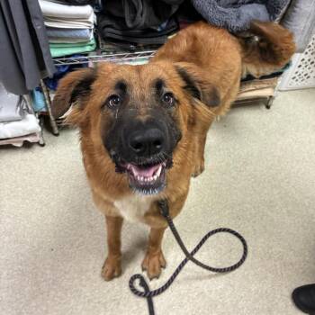 Topanga -  Saint Bernard and Mixed Breed Dog for Adoption in Windsor, Virginia - Topanga | PetCurious