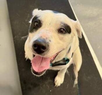 Labrador Retriever Dogs Available for Adoption in Winter Haven, Florida - Milo | PetCurious