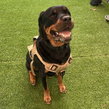 Apollo -  Rottweiler Dog for Adoption in Warwick, Rhode Island - Apollo | PetCurious