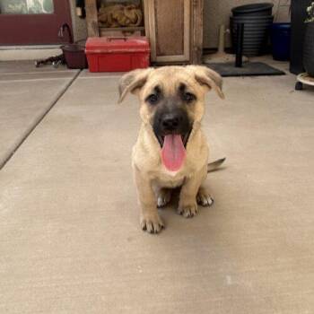 Sasha -  Shepherd and Mixed Breed Dog for Adoption in Henderson, Nevada - Sasha | PetCurious
