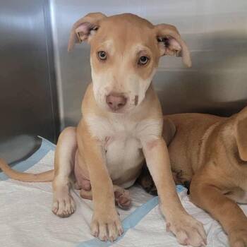 Rescue Mixed Breed Dogs for Adoption in Bastrop, Texas - Waller 25-10-094 | PetCurious