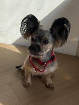 Tassel -  Yorkshire Terrier and Mixed Breed Dog for Adoption in Fruit Heights, Utah - Tassel | PetCurious