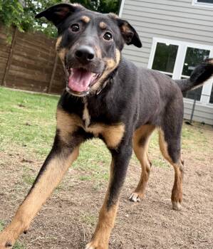 Mixed Breed Dogs Available for Adoption in Seville, Ohio - Aurora | PetCurious