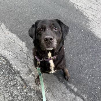 Diesel -  Mixed Breed Dog for Adoption in Enfield, New Hampshire - Diesel | PetCurious