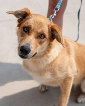 Kitty -  Australian Shepherd and German Shepherd Dog Dog for Adoption in Pequot Lakes, Minnesota - Kitty | PetCurious