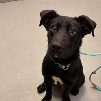 Yogi -  Labrador Retriever and Mixed Breed Dog for Adoption in Riverwoods, Illinois - Yogi | PetCurious