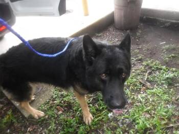 ENZO -  German Shepherd Dog Dog for Adoption in Doral, Florida - ENZO | PetCurious