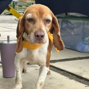 Beagle Dogs Available for Adoption in Little Rock, Arkansas - Penny | PetCurious