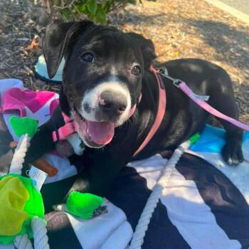 Molly -  Pit Bull Terrier Dog for Adoption in Seal Beach, California - Molly | PetCurious