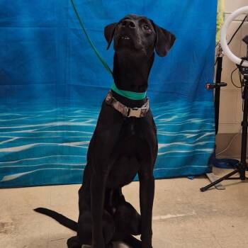 Rescue Mixed Breed Dogs for Adoption in Ocala, Florida - Gumby | PetCurious