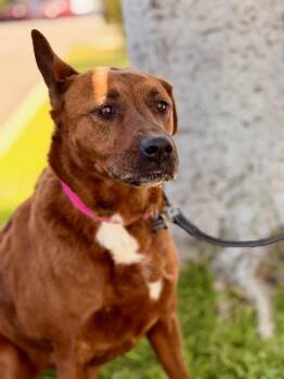 Rhodesian Ridgeback Dogs Available for Adoption in Los Angeles, California - Nola | PetCurious