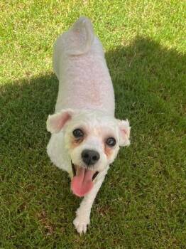 Cooper Bichon -  Bichon Frise Dog for Adoption in Gillsville, Georgia - Cooper Bichon | PetCurious